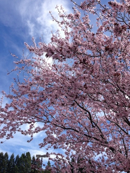 pink cherry blossoms against a bright blue sky