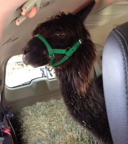alpaca riding in the back of a minivan