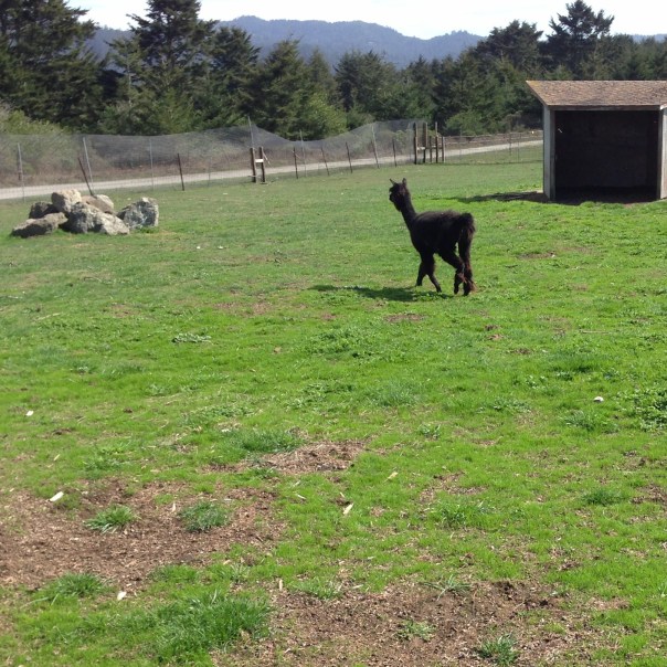 black alpaca grazing on green pasture at a wild horse sanctuary