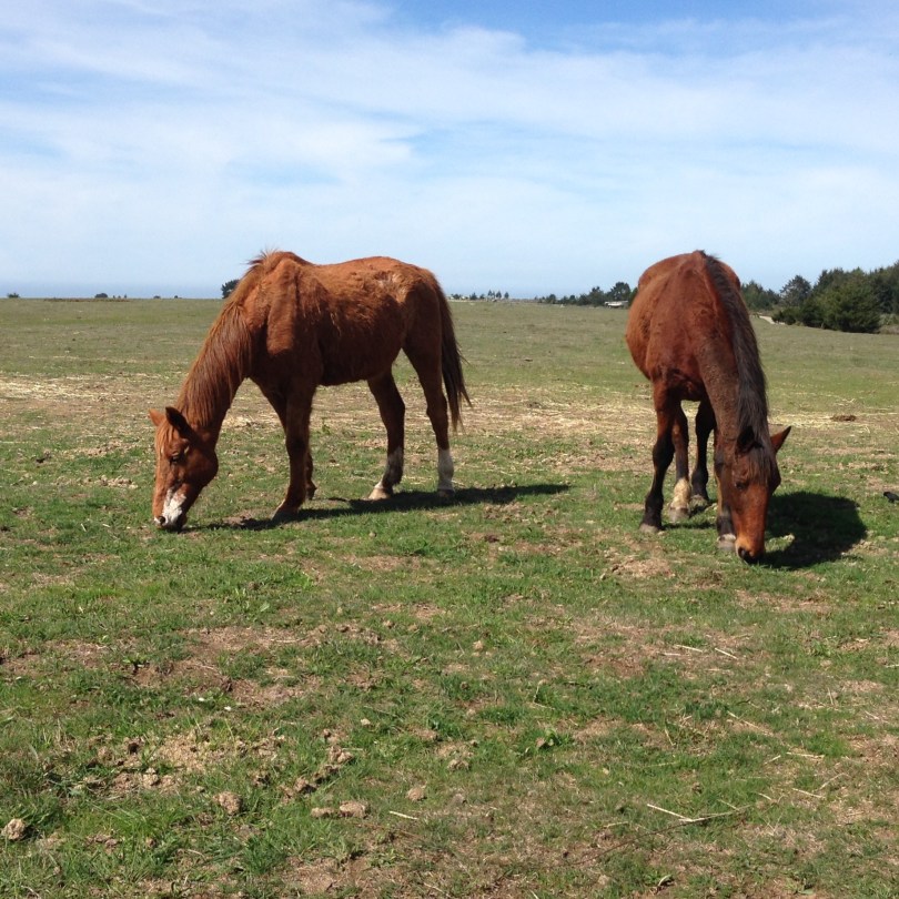 elderly retired horses grazing at Wild Tender Horse Sancturay