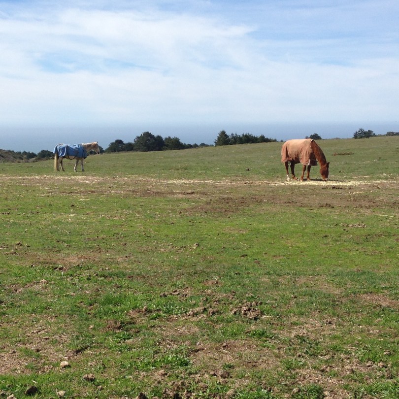 horses graze on green pastures with ocean view in background