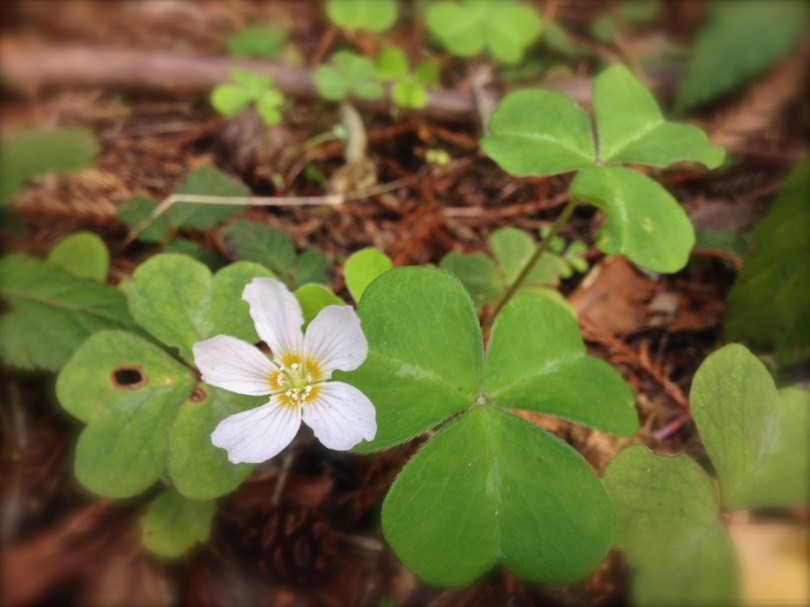 Dainty white flower atop clover like leaves
