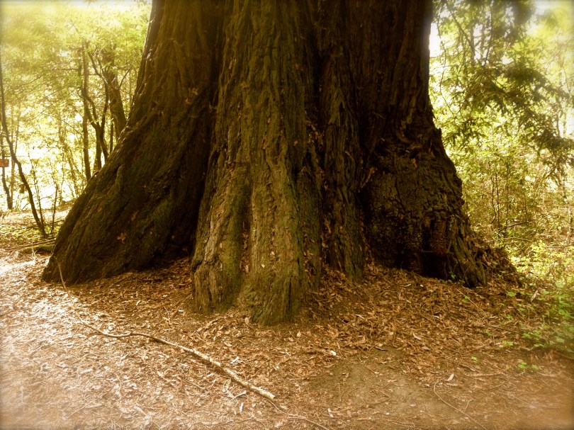 Huge trunk of a Sequoia sempervirons redwood tree