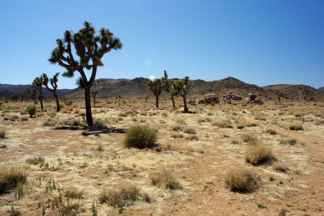 Joshua Tree in Joshua Tree National Park