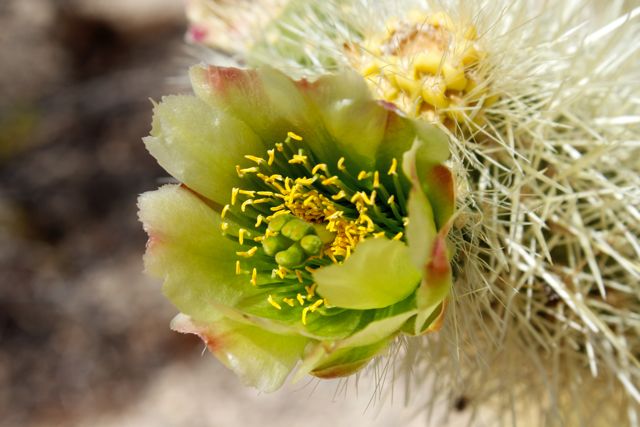 Blooming Silver Chollo Cactus