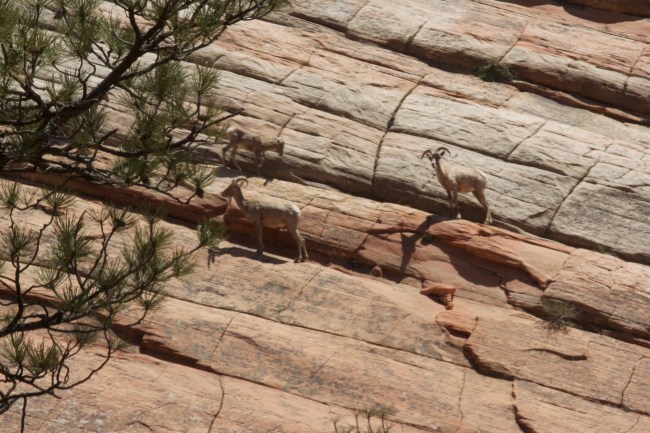 Rocky Mountain Sheep - Version 2