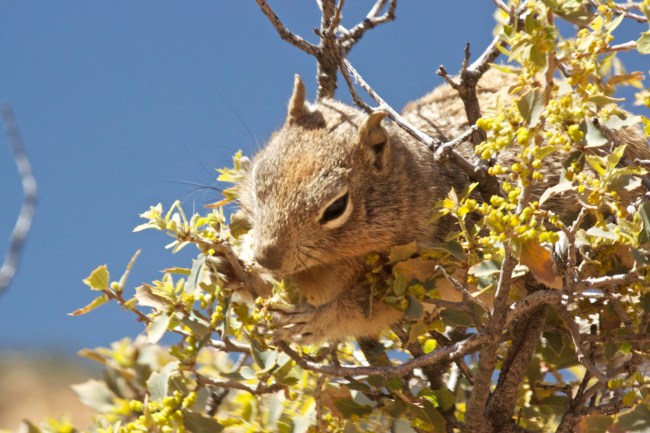Squirrel at Zion
