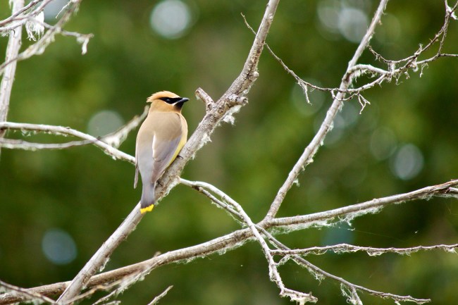 Cedar Waxwing