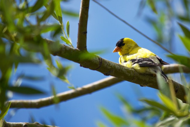 American Goldfinch