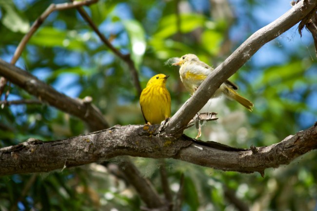 Daddy Feeding the Babe