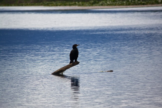 Lone Cormorant