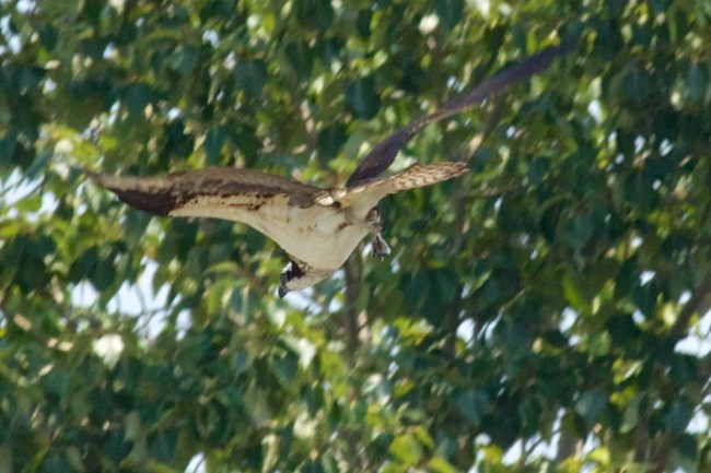 Bringing Home The Dinner
