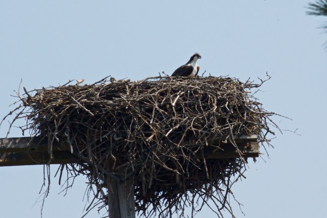 Hope He Hurries Back. This Baby Is Hungry!