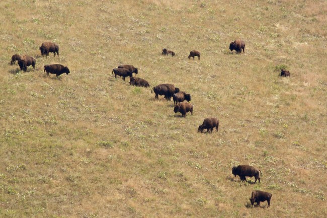 Bison Herd