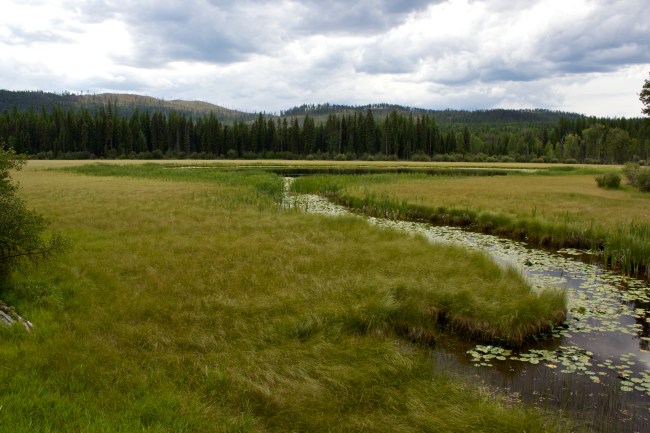 Green marsh with river winding through it