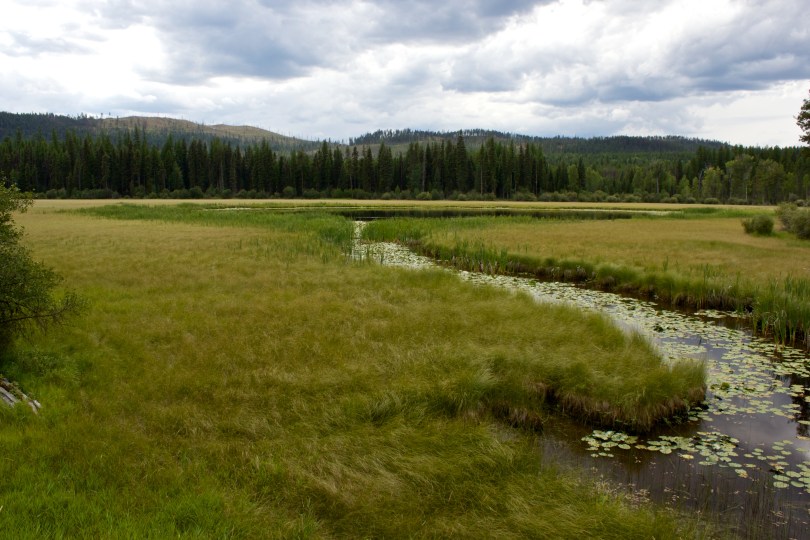 Green marsh with river winding through it