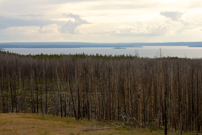 Forest Fire Scars