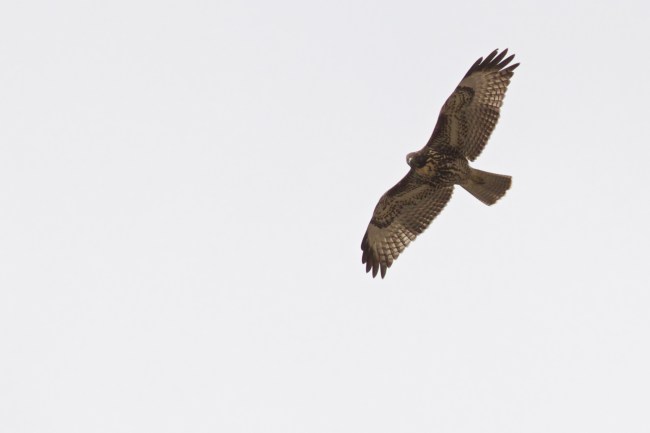 IMG_5078 - Version 2