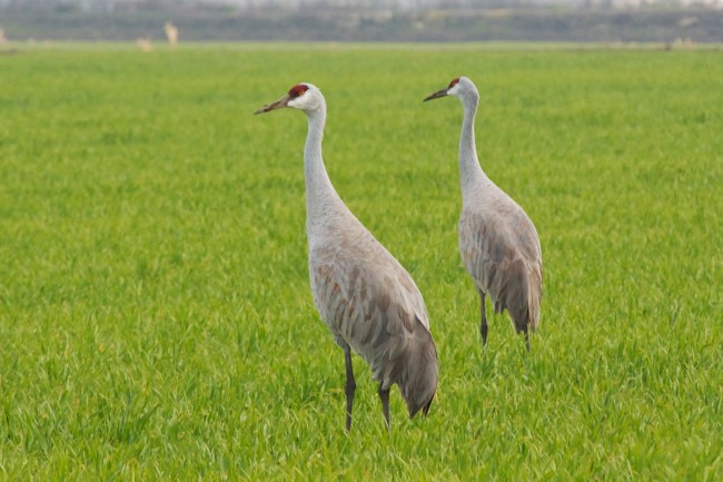 Sandhill Cranes
