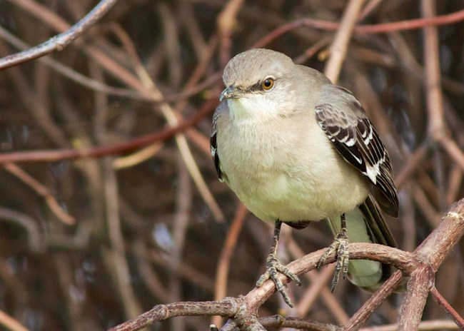 enlarged mockingbird