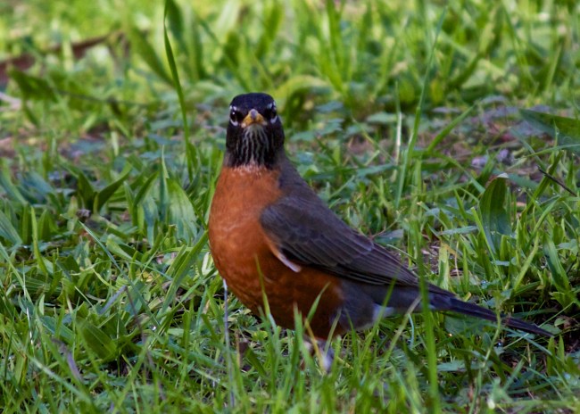 enlarged robin