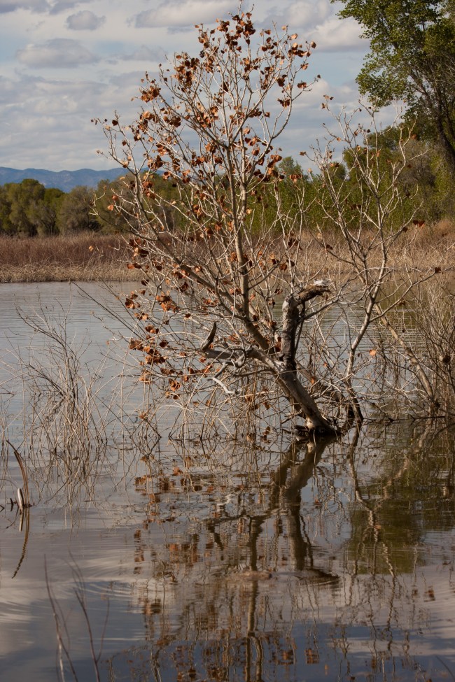 20150324-Pahranagat, Nv_1-100