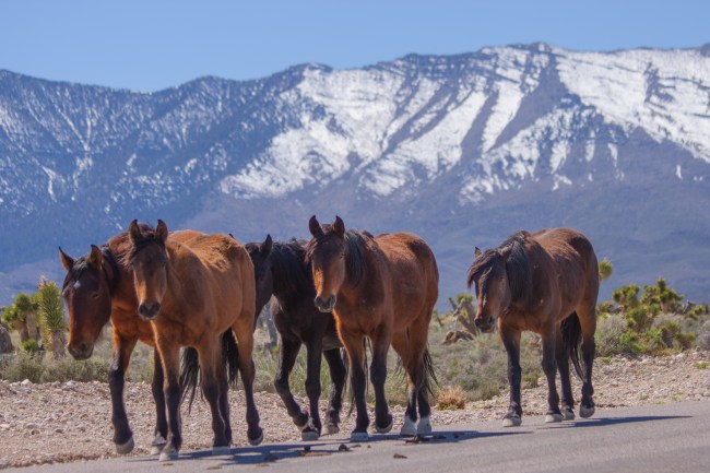 20150328-Parhangat to wild horses to corn springs-130