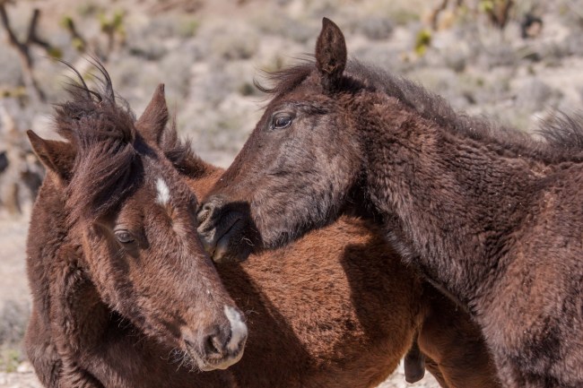 20150328-Parhangat to wild horses to corn springs-156