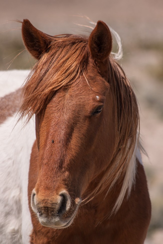 20150328-Parhangat to wild horses to corn springs-97
