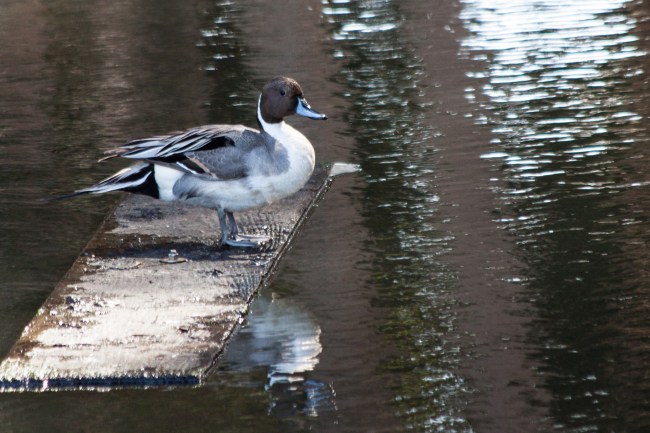 Northern Pintail