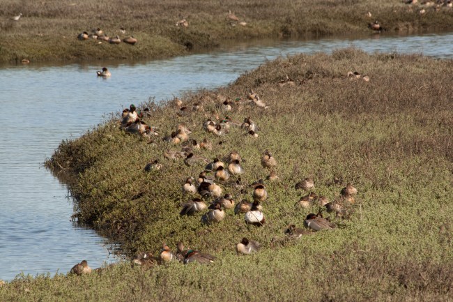 Many Ducks Gathering