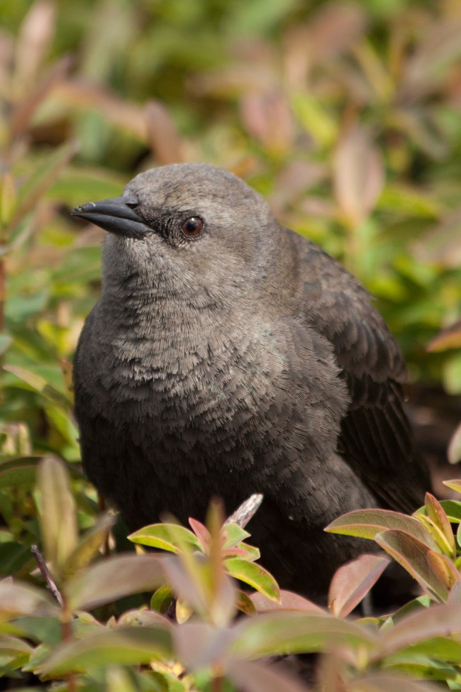 20150408-Folsom Lake, Folsom, CA-24