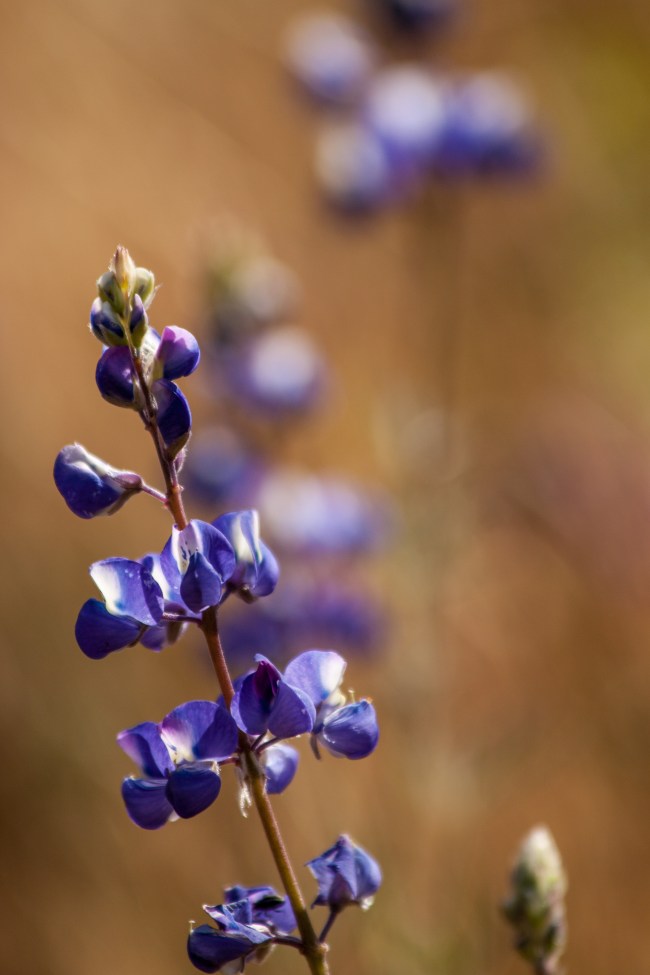 20150408-Folsom Lake, Folsom, CA-41