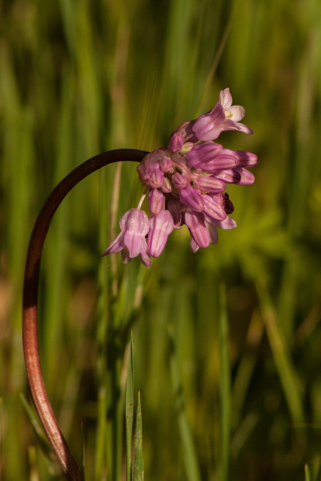 20150408-Folsom Lake, Folsom, CA-72
