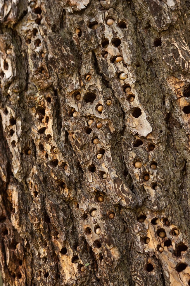 20150409- Folsom Lake_Penninsula CG-9