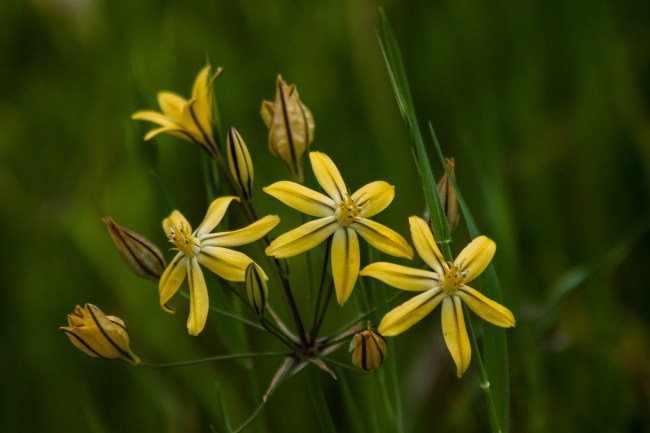 20150409-Folsom Lake_Penninsula CG_-150