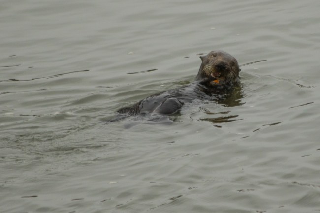 20160117-4B2A5044Santa Cruz-SLO_2016