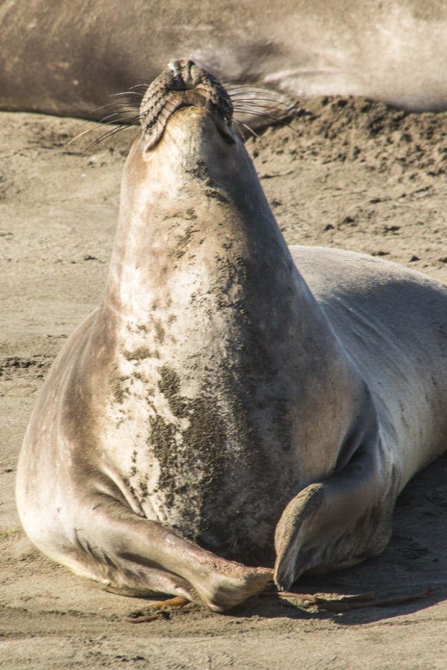 20160118-4B2A5155Santa Cruz-SLO_2016