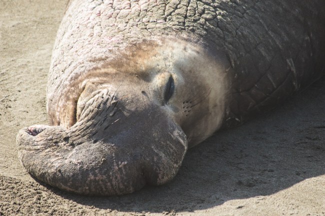 20160118-4B2A5186Santa Cruz-SLO_2016