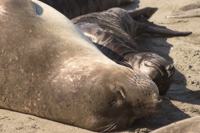 20160118-4B2A5210Santa Cruz-SLO_2016