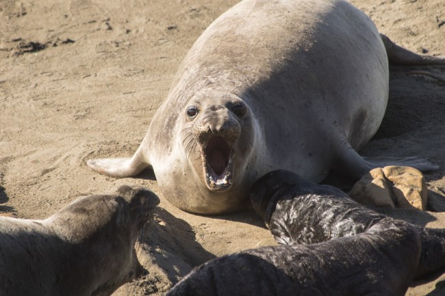 20160118-4B2A5223Santa Cruz-SLO_2016